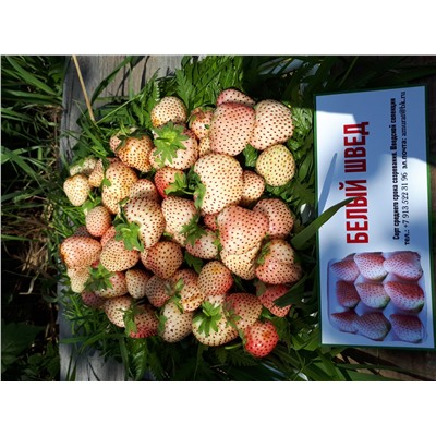 Белый швед, 6 шт.