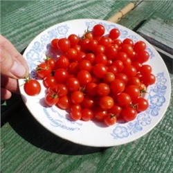 Помидоры — Cherry Cascade — Вишнёвый Водопад (10 семян)