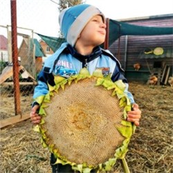 Рекорд с Белого Элефанта Подсолнечника — White Elephant Sunflower (10 семян)