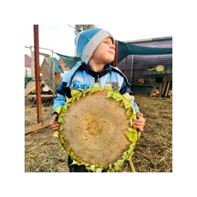 Рекорд с Белого Элефанта Подсолнечника — White Elephant Sunflower (10 семян)