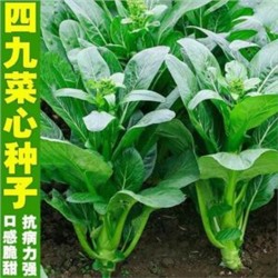 Гонконг Чой Сум — Китайская Спаржевая Капустка — Early Green Choy Sum Hong Kong (60 семян)
