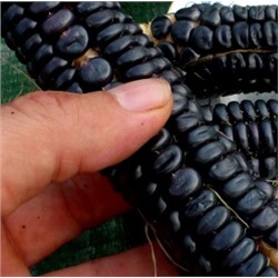 Чёрная Кукуруза Ацтеков — Black Aztec Corn (20 семян)