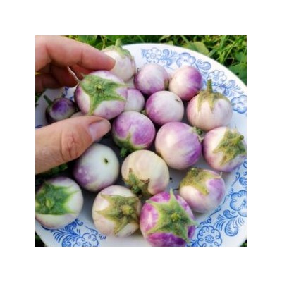 Баклажан Лавандовая Вишня — Lavender Cherry (10 семян)