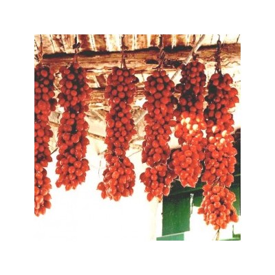 Помидоры — Pomodorino del Piennolo del Vesuvio — Черри Пьенноло Дель Везувио (10 семян)