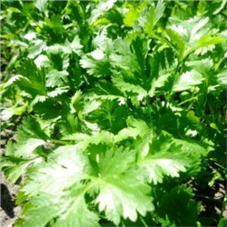 Кинза Лимонная Карликовая — Coriander Dwarf Lemon (100 семян)