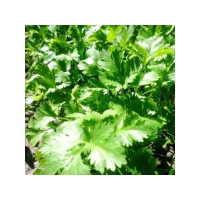 Кинза Лимонная Карликовая — Coriander Dwarf Lemon (100 семян)