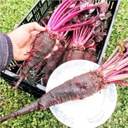 Свёкла Древняя Деликатесная Жаба Краподин — Crapaudine Beet (40 семян)