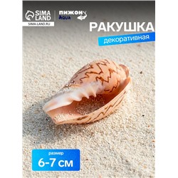 Ракушка декоративная, 6-7 см
