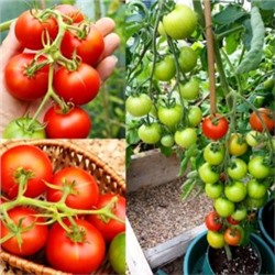 Помидоры Тамина Яблонька России — Tamina Tomato (10 семян)