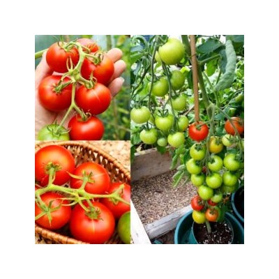 Помидоры Тамина Яблонька России — Tamina Tomato (10 семян)