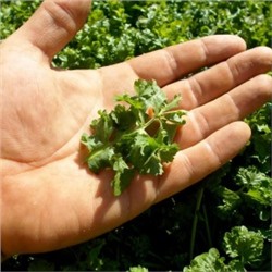 Кресс-салат Широколистный Волнистый Гофрированный — Wrinkled Crinkled Cress (100 семян)
