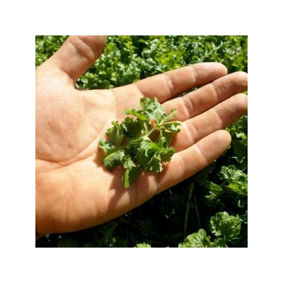 Кресс-салат Широколистный Волнистый Гофрированный — Wrinkled Crinkled Cress (100 семян)