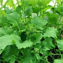 Брокколетти Рапини Итальянская Листовая Брокколи — Rapini Broccoletti (100 семян)