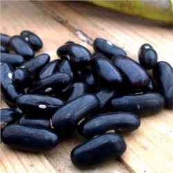 Фасоль Чероки Чёрная Кустовая — Black Bush Cherokee Bean (15 семян)