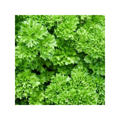 Петрушка Рыночная Курчавая (100 семян)