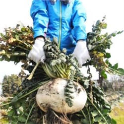 Редис Гигантский Японский Сакурадзима — Sakurajima Radish — 桜 島 大 根 (15 семян)