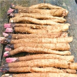 Сортовой Корнеплодный Японский Лопух Такиногава Гобо — 滝野川ゴボ (30 семян)