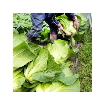 Хиросимана — Сладкая Японская Листовая Капуста — 広島菜 — Hiroshimana Cabbage (40 семян)