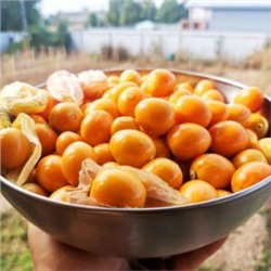 Физалис ФРУКТОВЫЙ Индийский РАСБХАРИ ЯГОДЫ ИНКОВ — Rasbhari Inca Berries (10 семян)