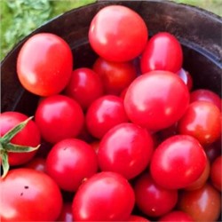 Помидоры Портер — Porter Tomato (10 семян)