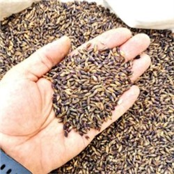 Ячмень Чёрный Тибетский Голозерный Пурпурная Долина — Purple Valley Barley (50 семян)