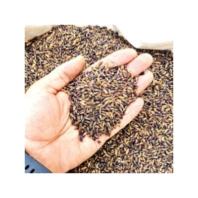 Ячмень Чёрный Тибетский Голозерный Пурпурная Долина — Purple Valley Barley (50 семян)