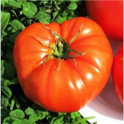 Помидоры Бабушкина Селекция — Tomato Babuschka Selection (10 семян)