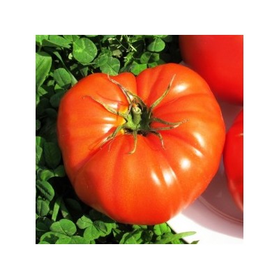 Помидоры Бабушкина Селекция — Tomato Babuschka Selection (10 семян)