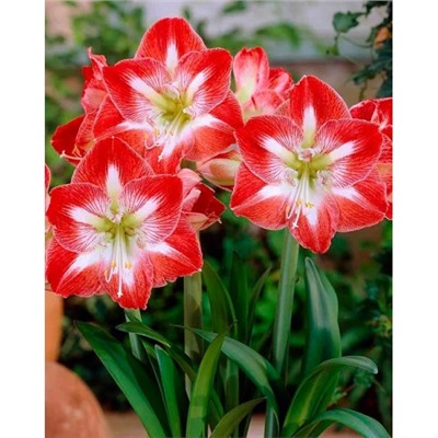 Амариллис Минерва 1 шт.