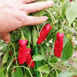 Слабоострый Перец Ставрос Пепперончини — Stavros Greek pepperoncini (10 семян)