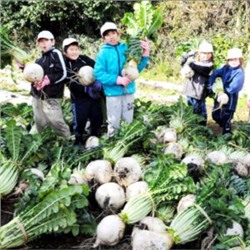 Редис Гигантский Японский Сакурадзима — Sakurajima Radish — 桜 島 大 根 (15 семян)
