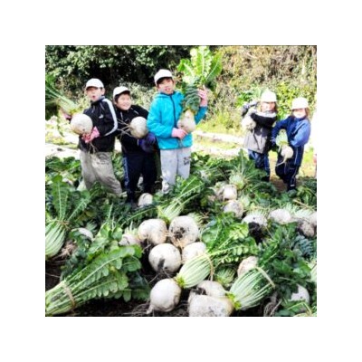 Редис Гигантский Японский Сакурадзима — Sakurajima Radish — 桜 島 大 根 (15 семян)