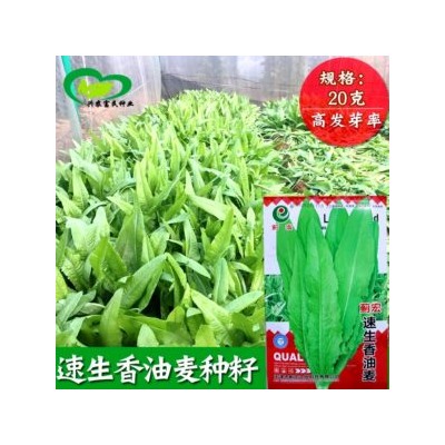 А Чой — Тайваньский Мечелистный Салат Yu Mai Tsai 油麦菜 (50 семян)