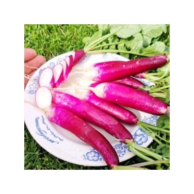 Редис Виолетта Француженка — French Violet Radishes (150 семян)