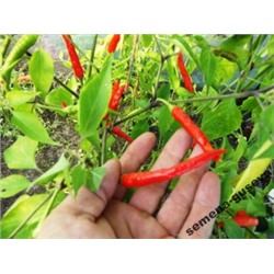 Перец Супер Острый — Naga jolokia Tezpur PC-1 (10 семян)