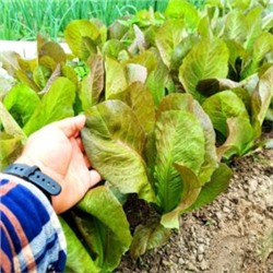 Салат Ромэн КРАСНАЯ ЗИМА — Rouge d’Hiver (Red Winter) Romaine Lettuce (50 семян)