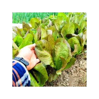 Салат Ромэн КРАСНАЯ ЗИМА — Rouge d’Hiver (Red Winter) Romaine Lettuce (50 семян)