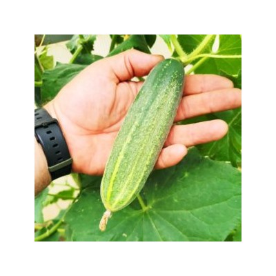Огурцы Канадский Деликатес — Canadian Delicious Cucumber (10 семян)