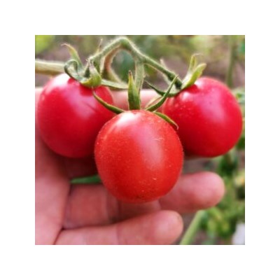 Помидоры Портер — Porter Tomato (10 семян)