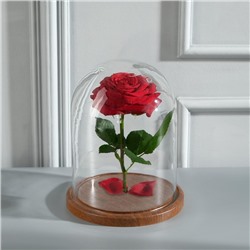 Стеклянный купол - клош на деревянной подставке «Венсан», 20×17 см, коричневый