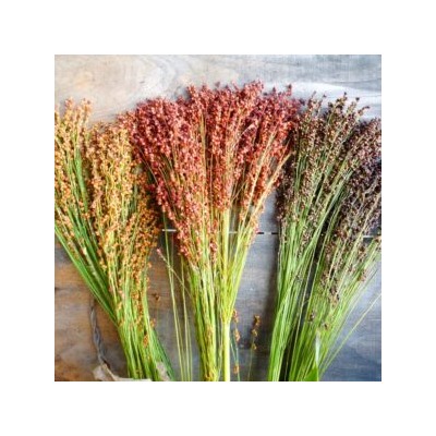 Карликовое сорго мистера Сэма Мойера — Dwarf Mayo Sorghum (50 семян)
