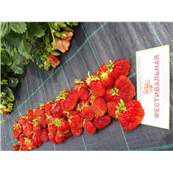 Фестивальная, 6 шт.