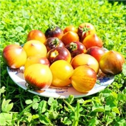 Помидоры Обворожительное Сердечко — Belle Coeur (H34 Gelb) Tomato (10 семян)