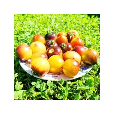 Помидоры Обворожительное Сердечко — Belle Coeur (H34 Gelb) Tomato (10 семян)