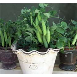 Горох Мальчик С Пальчик — Tom Thumb Pea (10 семян)