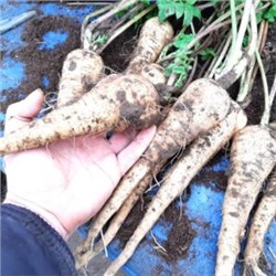 Пастернак Свободная Корона — Parsnip Hollow Crown (80 семян)