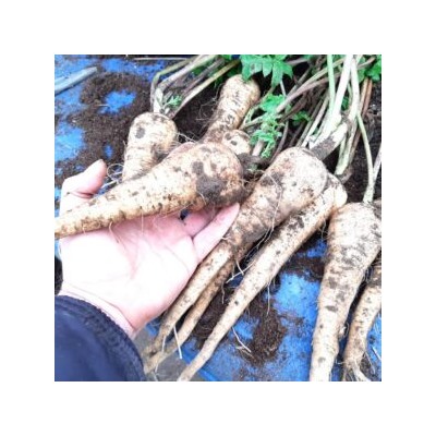 Пастернак Свободная Корона — Parsnip Hollow Crown (80 семян)