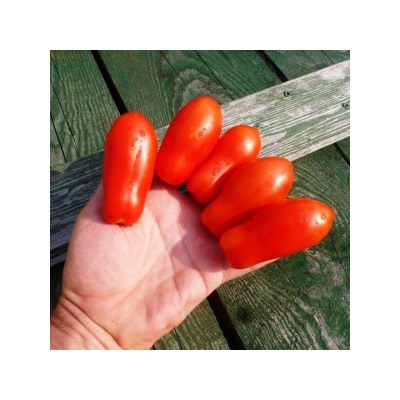 Помидоры Fingers of Naples — Дамские Пальчики из Неаполя (10 семян)