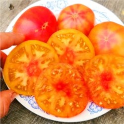 Помидоры Головокружительный Русский — Russian Swirl Dwarf Tomato (10 семян)
