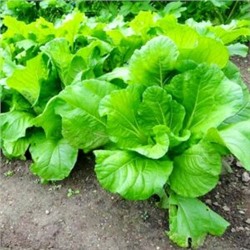 Хиросимана — Сладкая Японская Листовая Капуста — 広島菜 — Hiroshimana Cabbage (40 семян)